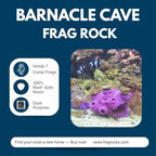 Ocean Aquaria barnacle fish hideout cave close up view highlighting natural texture