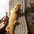 Reptile climbing bridge for chameleons and geckos