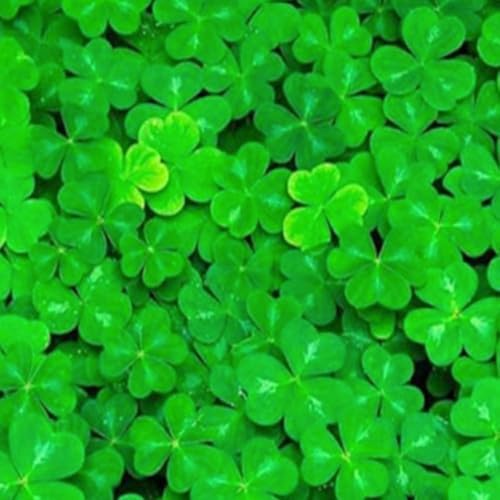 Easy growing dwarf carpet living decoration inside a freshwater aquascape layout.