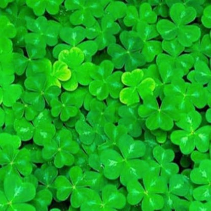 Easy growing dwarf carpet living decoration inside a freshwater aquascape layout.