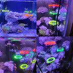 Kcrygogo fish tank accessory showing dimensions of the single hole acrylic frag mount