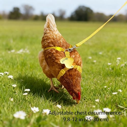 Compact chicken traction strap and breathable collar combination for secure outdoor handling