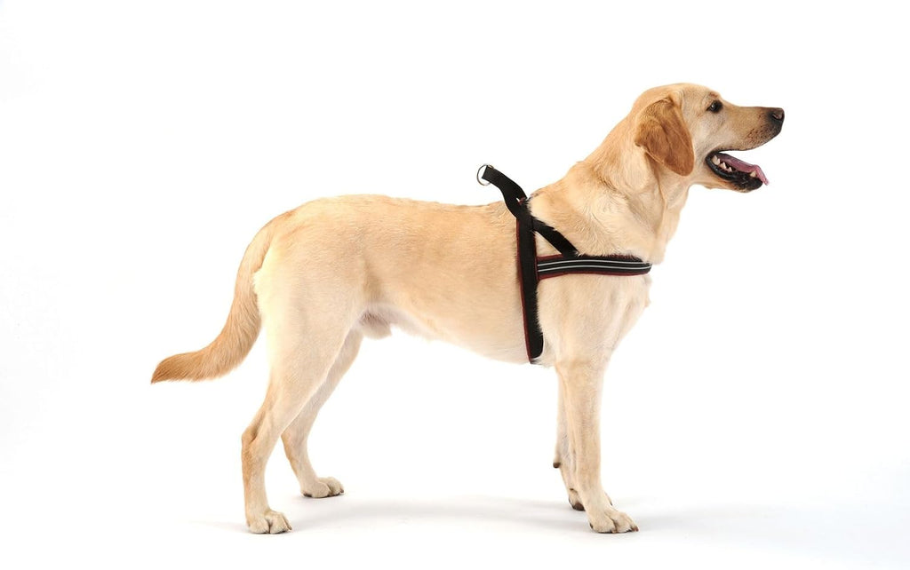 ComfortFlex no-choke dog harness chest padding view