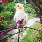Vanfavori bird harness and 80-inch elastic leash set