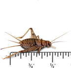 Josh's Frogs half inch banded crickets front view package
