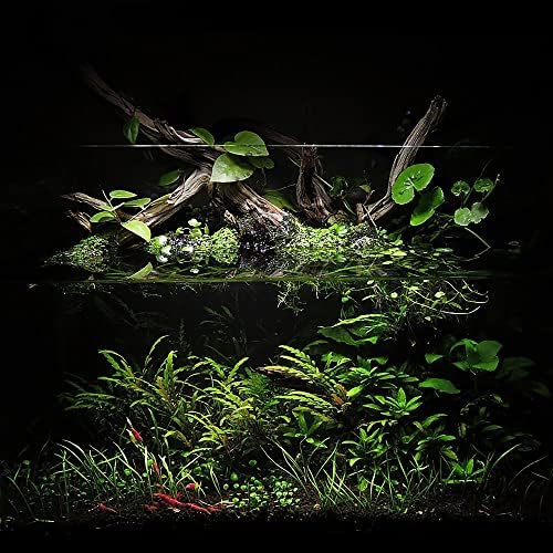 Planted freshwater aquarium setup using black substrate