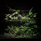 Planted freshwater aquarium setup using black substrate