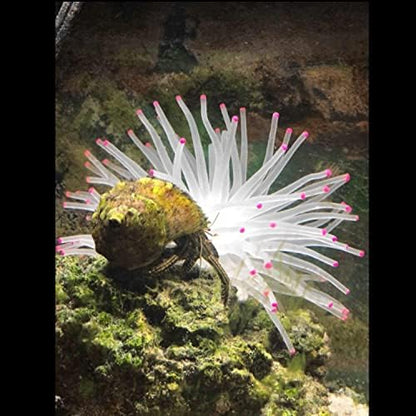 Realistic artificial sea anemone placement inside home aquarium
