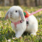 ABSOK small pet walking gear bundle showcasing the metal leash attachment rings and comfortable premium lining texture.