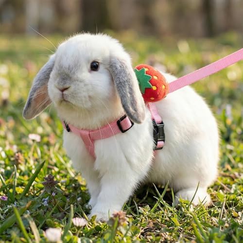 ABSOK small pet walking gear bundle showcasing the metal leash attachment rings and comfortable premium lining texture.