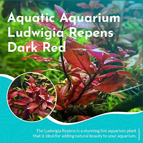 Bare root Ludwigia Repens aquarium plant prepared for tank substrate planting