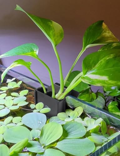 Two pack of Joqepy black ABS plastic aquaponic pots displaying the spring mechanism.