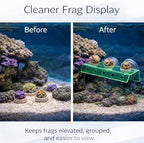 Kcrygogo 10-hole coral frag organizer in a household tank