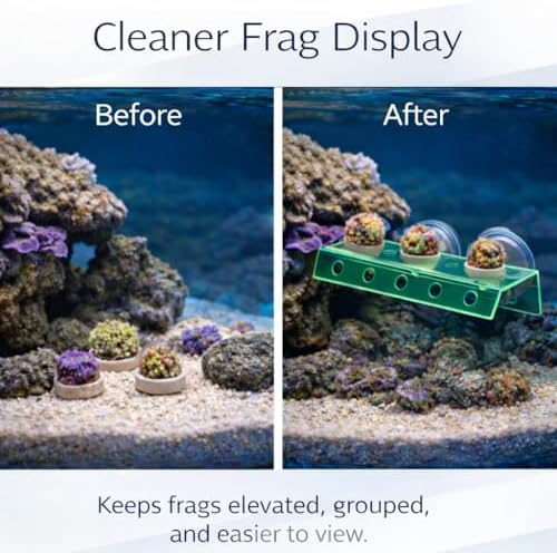 Kcrygogo 10-hole coral frag organizer in a household tank