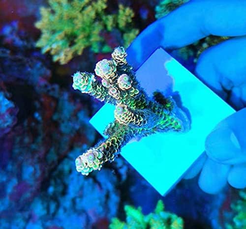 Side angle view of Aquarium Choice ceramic coral frag plugs highlighting the 0.23 inch thickness.