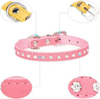 Youalso XS dog collar on a small breed puppy