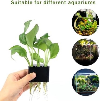 Pothos plant growing inside a three hole black plastic aquatic planter