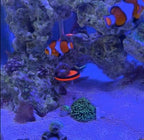 Saricho fluorescent series coral bracket assembly guide view highlighting the quick free-combination modular structure