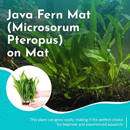 Tall freshwater aquarium plants providing natural green background foliage.