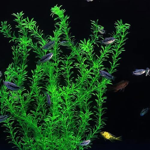 DSkoiph extra large aquarium greenery being soaked in warm water to restore its natural shape.