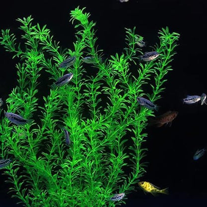 DSkoiph extra large aquarium greenery being soaked in warm water to restore its natural shape.