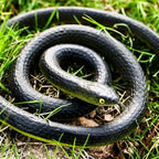 Close up shot of the realistic underside and detailed painted head of the Blulu classic style prank toy snake