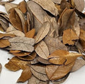 Generic live oak leaf litter front view terrarium substrate