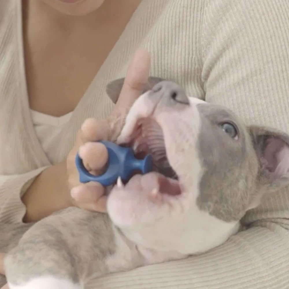 Pet owner using Paw Ready assistant on a small dog