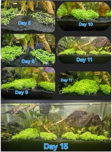 Step by step aquarium seeding process with moisture retention setup
