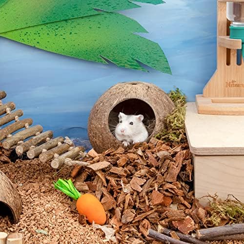 Natural coconut shell hideout showing stable pedestal base