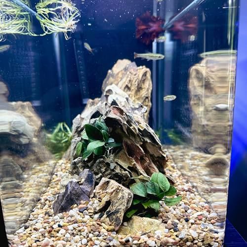 Natural riverbed look of Aqua Natural Gold Pearl substrate in aquarium
