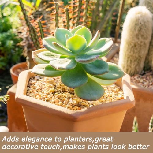 Mulctun gravel used as top dressing for succulent plants