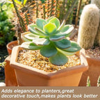 Mulctun gravel used as top dressing for succulent plants