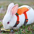 Matching leash and harness set laid out showing the buckle closure mechanism