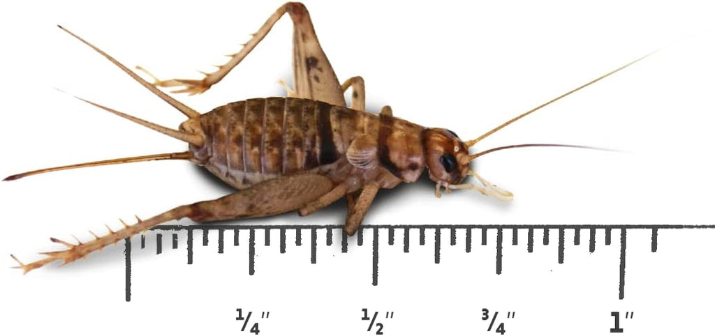 High-protein cricket diet for amphibians