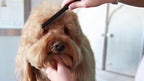 Pet owner using ergonomic flea comb with red grip on cat fur