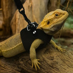 Asofelk exotic pet leash setup showing rotating anti tangle metal hook