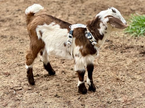 Adjustable strap mechanism on Asatre hemp sheep harness