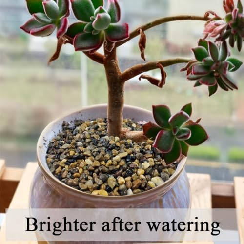 Top view of Fantian pea gravel for terrarium landscaping