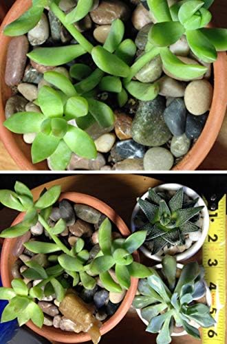 Mixed color decorative gravel used in aquarium substrate setup