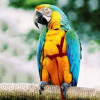 Medium sized red bird harness displayed to show chest adjustment range