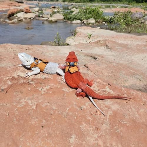 Complete packaging of the SEZDEKI three pack lizard harness accessories kit for Indian pet owners.