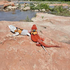 Complete packaging of the SEZDEKI three pack lizard harness accessories kit for Indian pet owners.