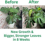 Healthy indoor houseplant showing strong stems after treatment