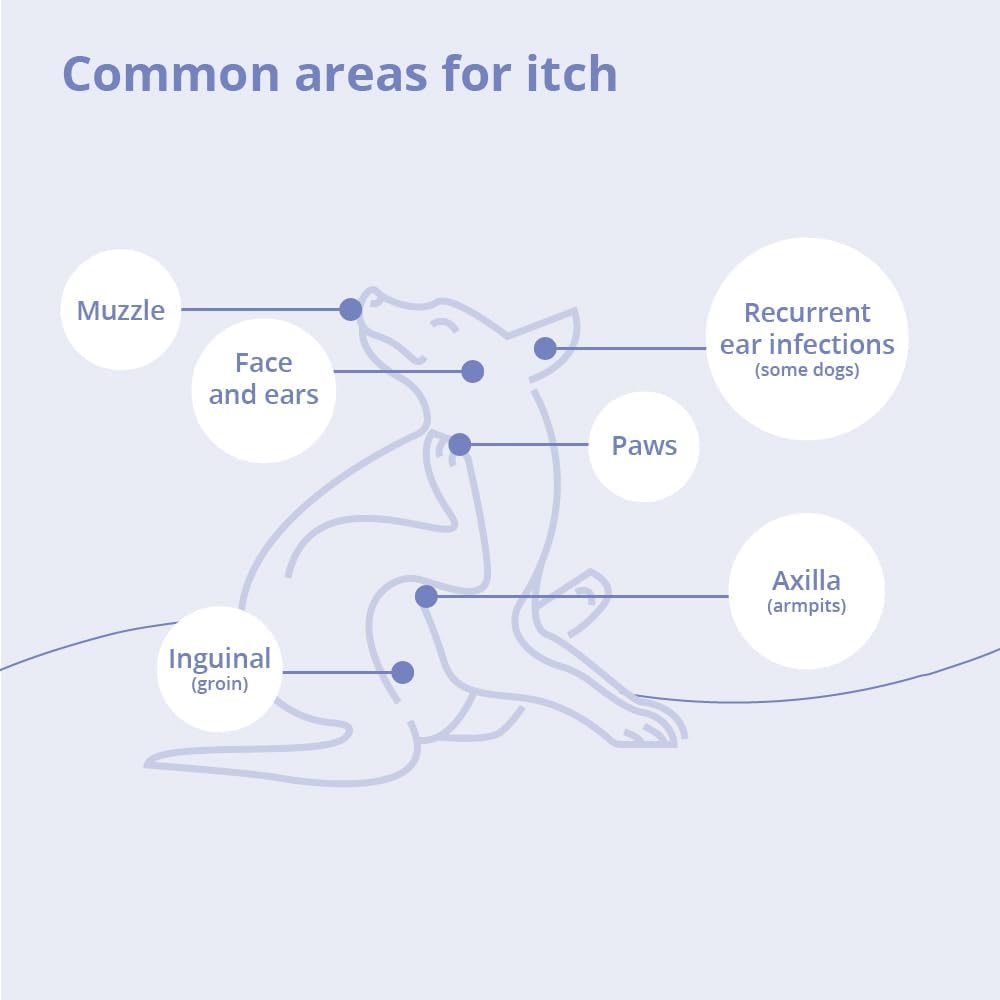 Dechra pet care chlorhexidine and miconazole wipes for topical veterinary skin care