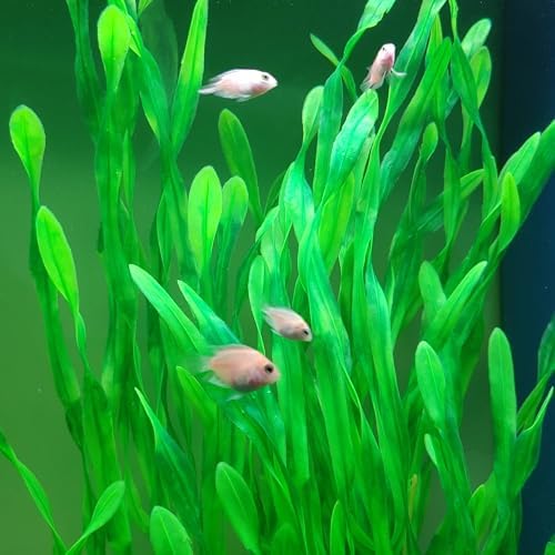 Premium imported SIYIPURR fish tank background decorations for large aquascapes.
