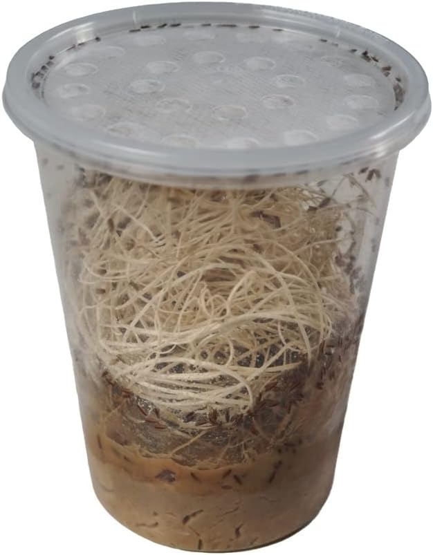 Ready-to-start feeder insect culture for dart frogs and tarantulas