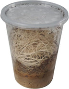 Ready-to-start feeder insect culture for dart frogs and tarantulas