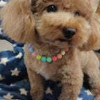 RayMinsino rainbow faux pearl collar jewelry worn by a small teddy dog girl pet accessory