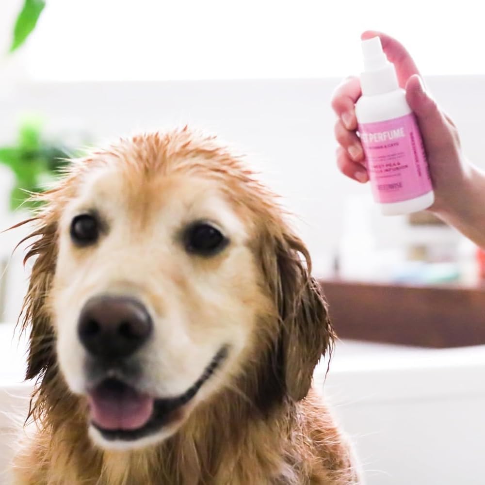 Sweet Pea and Vanilla scented dog grooming spray application
